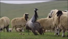 Nature - Season 44 Episode 06